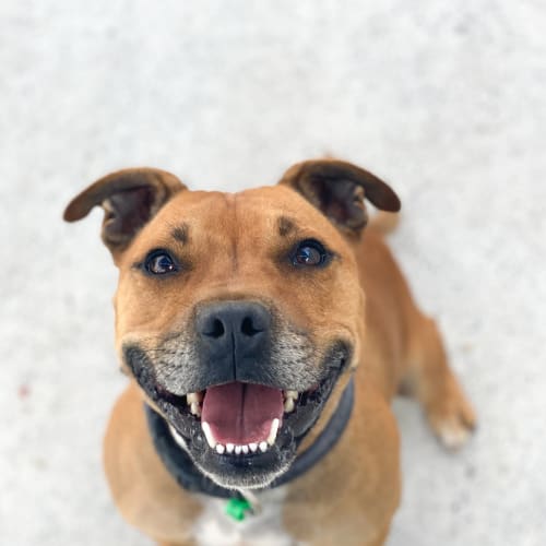 Benji