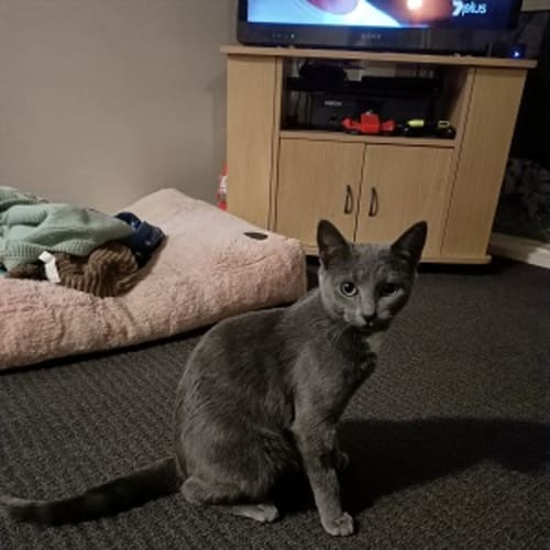 Delilah