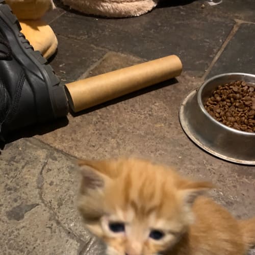 Ninja