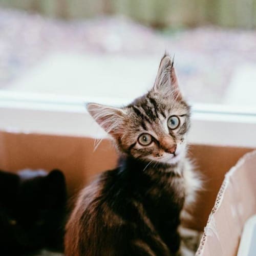 Timmy - Perfect Happy Kitten