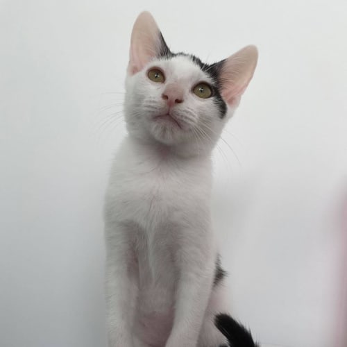 Biscotti 