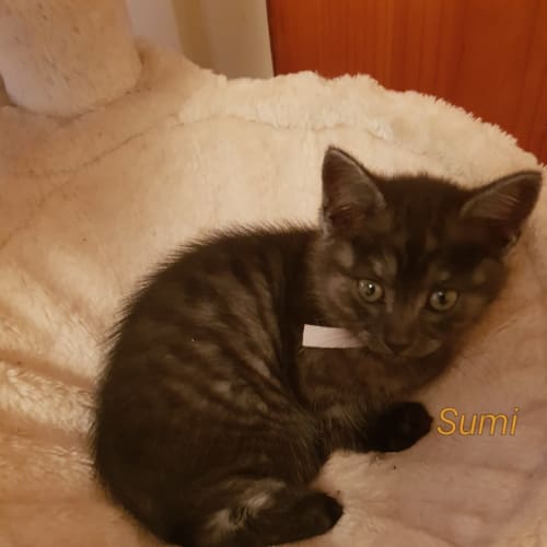 Sumi