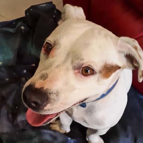 Kal ~ 3yo Staffy x (On trial 02/05/2020)