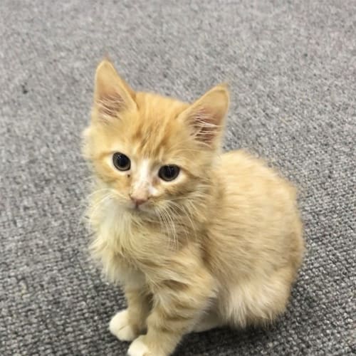 Ron