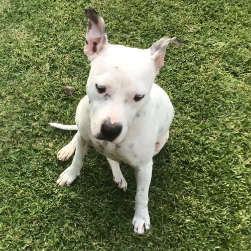 Dottie ~ beautiful 2yo Staffy x (On Trial 27/4/20)