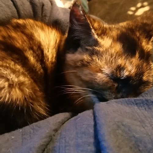 Tifa ^^Dandy Cat Rescue^^