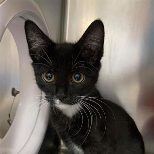 Nova