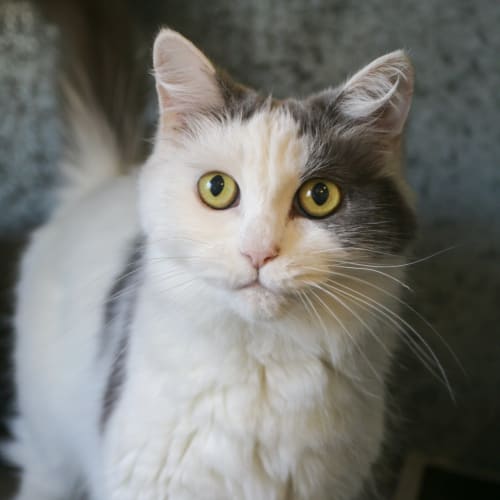 Minka