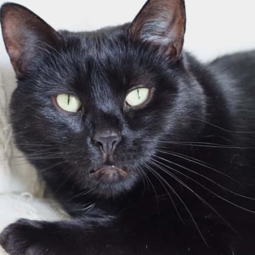 Onyx