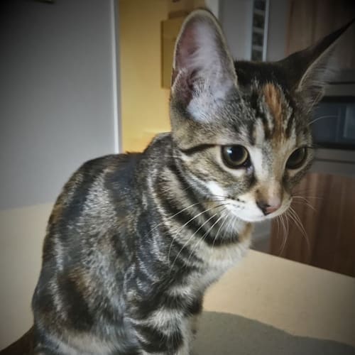 Pippa