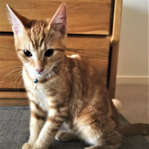 Felix