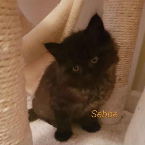 Sebbe