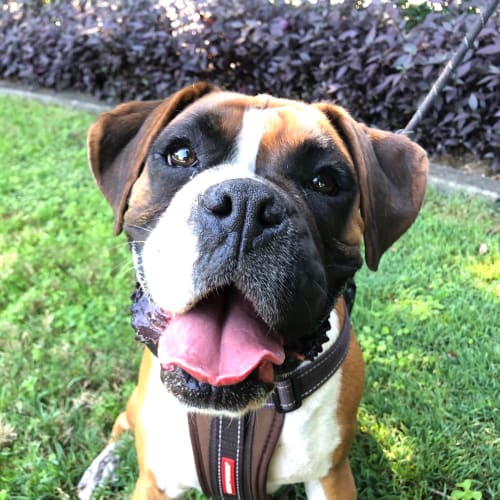 Evie ~ 2.5 year old boxer ~ On Trial 8/5/20