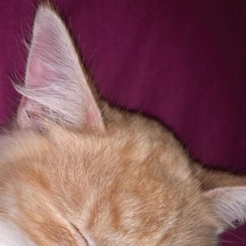Mello