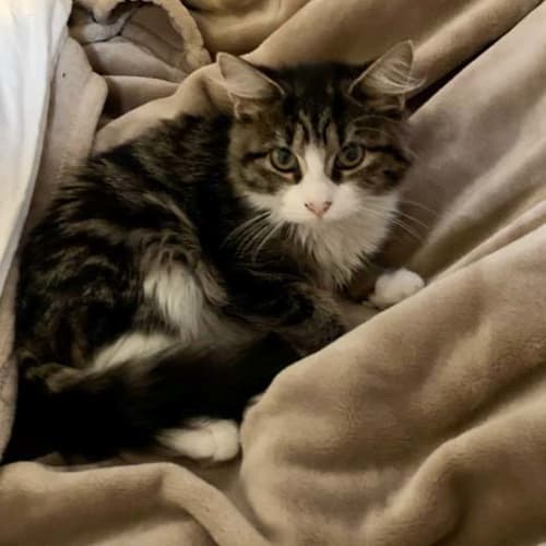 Buttons & Bobbins ~ 6mo Kittens (On Trial 10/5/20)