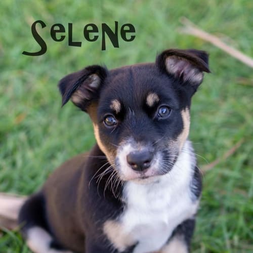 Selene