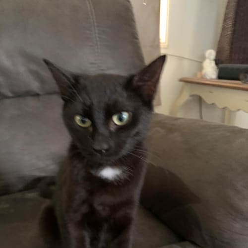 Xena