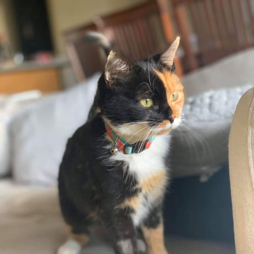Sugar