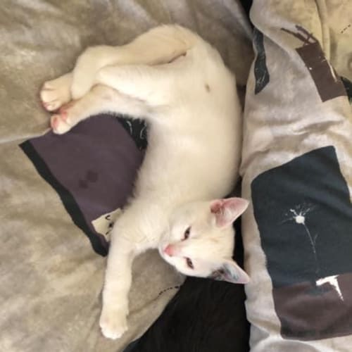 Casper