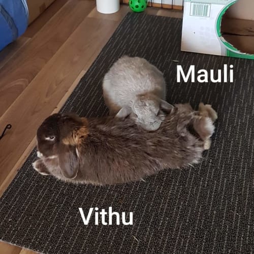 Mauli and Vitthu 