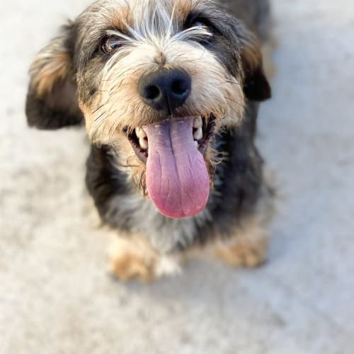 Ollie