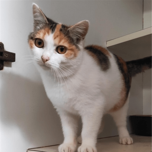 Piper