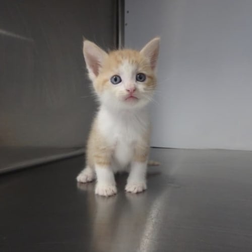 Chester