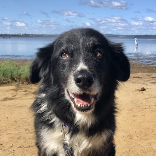 Charlie ~ Border Collie ~ On Trial 19/5/20