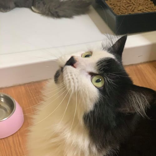Lulu