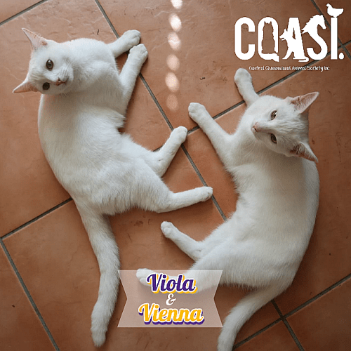 Viola and Vienna