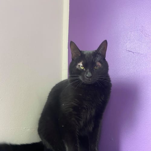 Vader