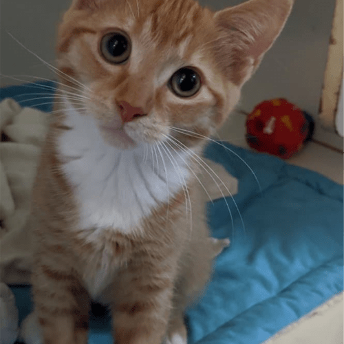 Mimi