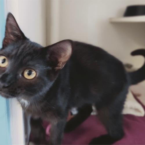 Pheobe