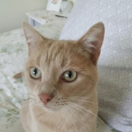 Amber