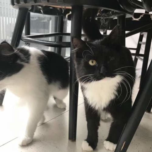 Kuro & Gigi