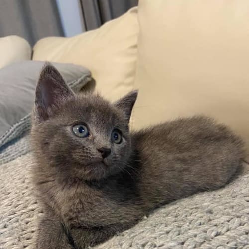 Rosie 