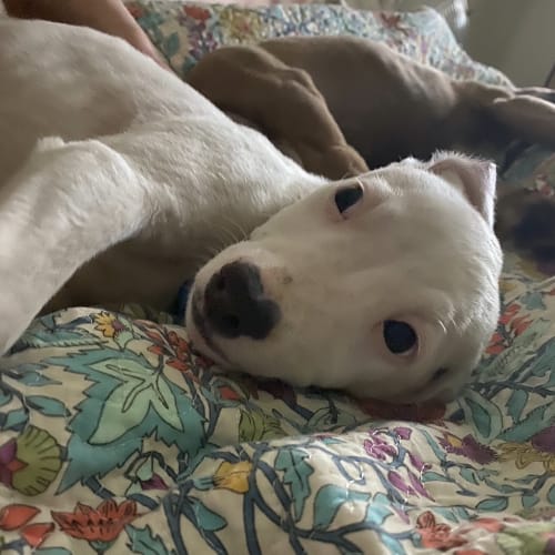 Zeus