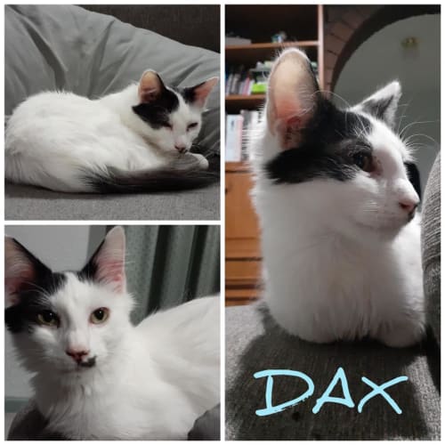 Dax