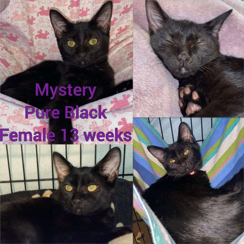 Mystery the pure black female