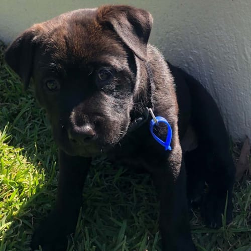 Harper ~ beautiful Sharpei x pup (On Trial16/5/20)