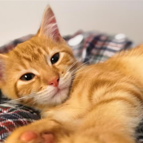 Marmaduke