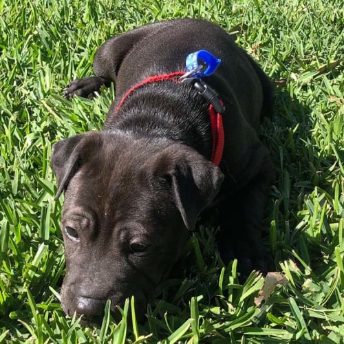 May ~ lovely Sharpei x puppy (On Trial 16/5/20)