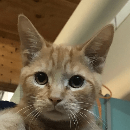 Winston