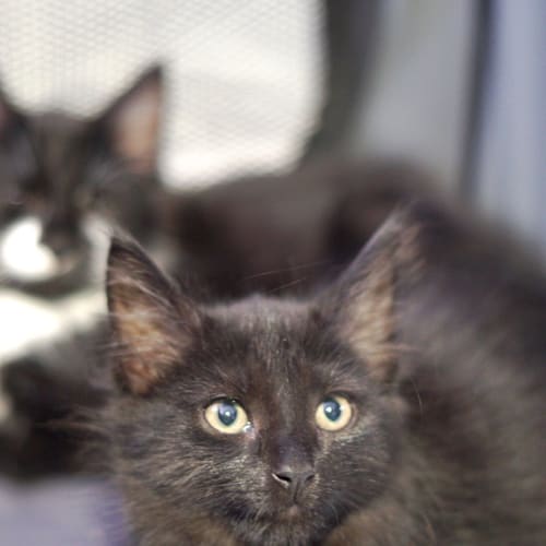Basil ~ 12 week old male kitten (On Trial 8/5/20)