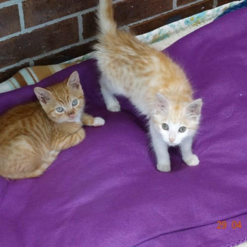 Tig and Olaf - Adoption Pending
