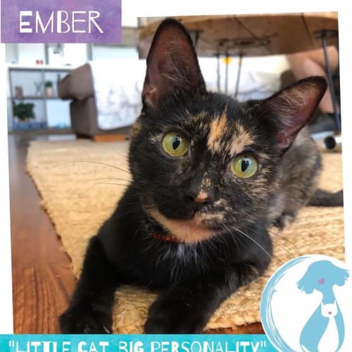 Ember 