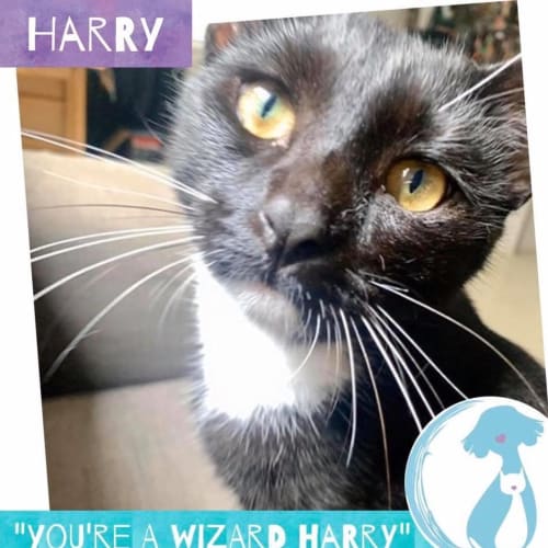 Harry