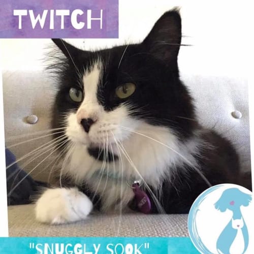 Twitch 