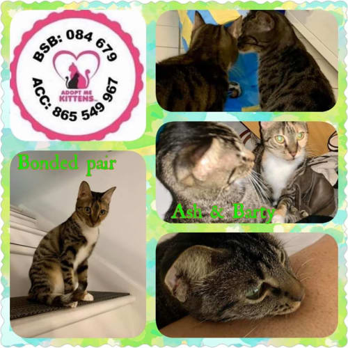 Bonded Pair- Ash and Barty