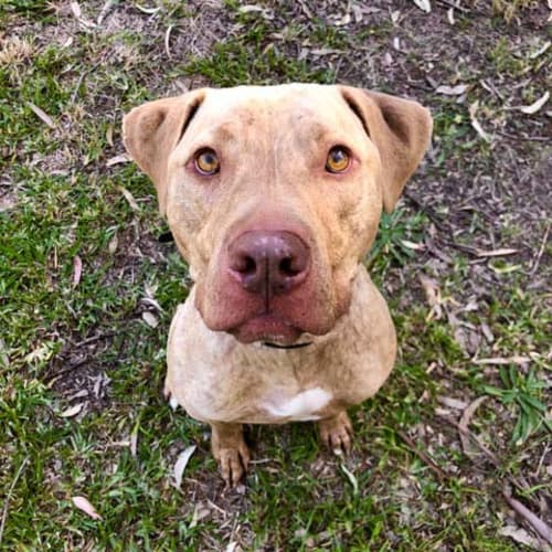 Jack ~loving 3yo American Staffy (On Trial 13/6/20